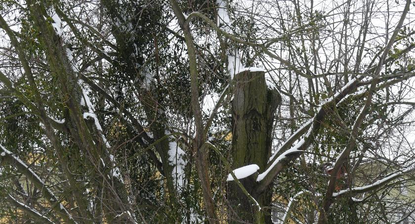 Park Opaczewski – urzędnicy uspokajają