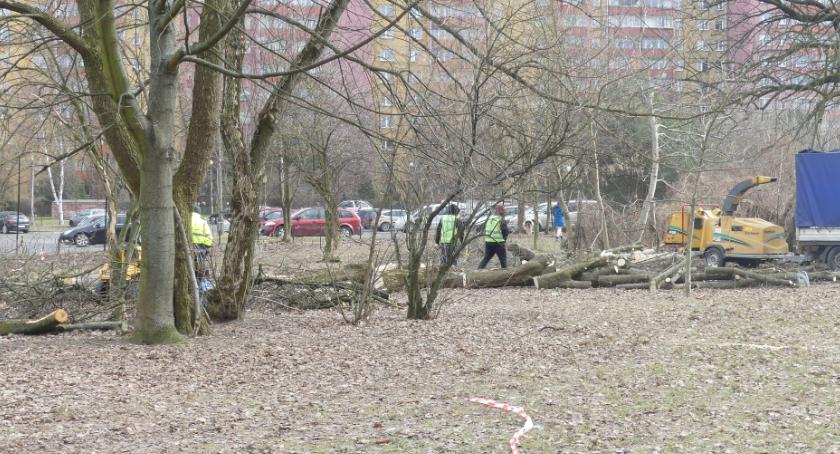 Tną drzewa, ale będą sadzić