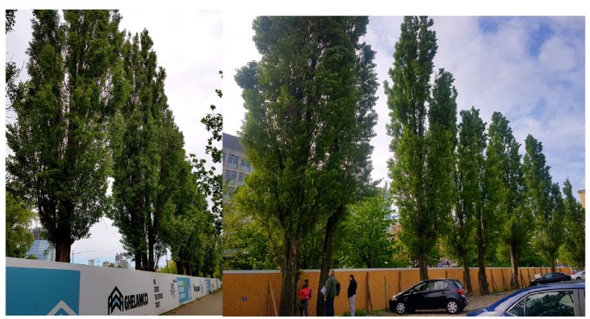 Skąd nagła troska o losy drzew?