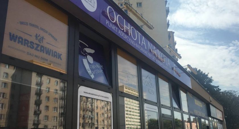 Ochota na Dzień Kota