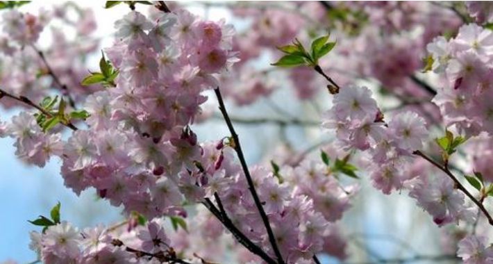 Festiwal japoński HANAMI na Polu Mokotowskim