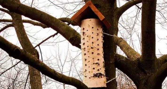 Już są na Ochocie domki dla owadów