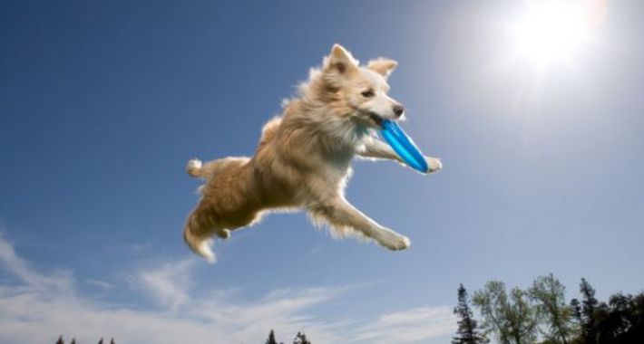 Dog Chow Disc Cup 2015 - 