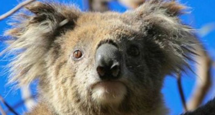 Okiełznana dzikość Australii - spotkanie podróżnicze