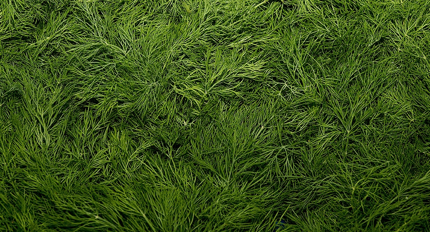 Koperek czyli Anethum graveolens