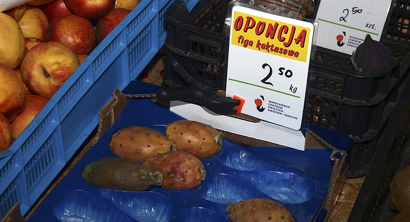 Opuncja figowa zwana figą indyjską lub figą kaktusową