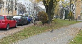 Białobrzeska - upieramy się co do likwidacji niepotrzebnego chodnika