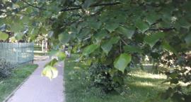Park Marka Kotańskiego - czy to już las?