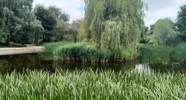 Park Malickiego - nadchodzą generalne porządki