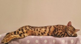 Darmowe czipowanie kotów na Ochocie