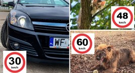 Tempo 30 - pies ma lepiej od kierowcy
