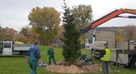 Park Pięciu Sióstr ma dorodną choinkę