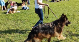 Dog Champion Ochota 2022