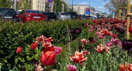 Konkurs Warszawa w kwiatach
