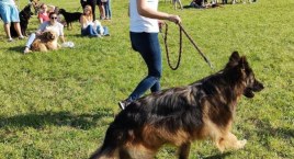 Dog Champion Ochoty