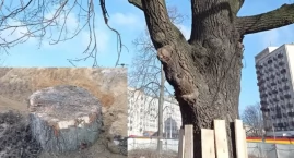 Dąb 