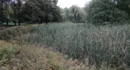 Mija kolejny rok a jak stawik był zarośnięty tak jest