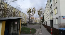 A u nas drzewa zawsze zielone