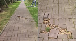 Majewskiego 15  - chdnik ekologiczny czy ścieżka sen…