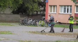 Przygotowania zieleni do zimy