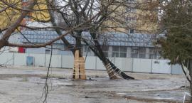 Wirusowe zapalenie przewrotu drzew