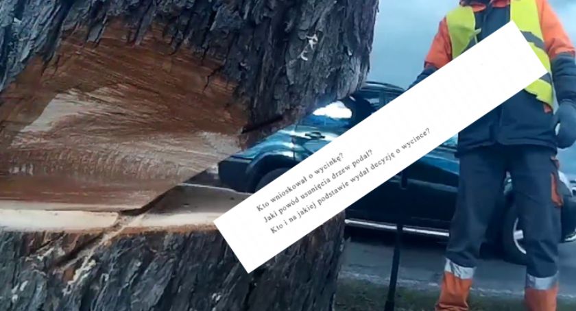 Wycinają drzewa przy al. Niepodległości 72! 