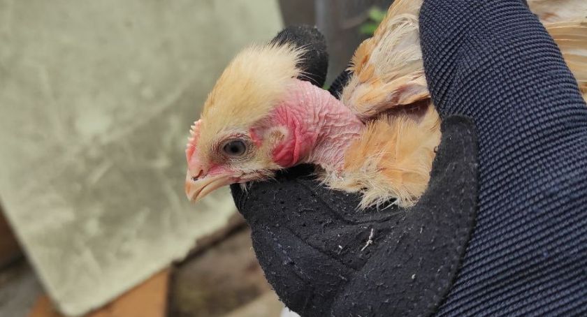 Animal Rescue Patrol uratował zwierzęta. Żyły w tragicznych warunkach [ZDJĘCIA]