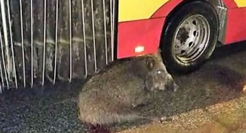 Ranny dzik spacerował po ulicy Sobieskiego, a potem przykucnął pod autobusem