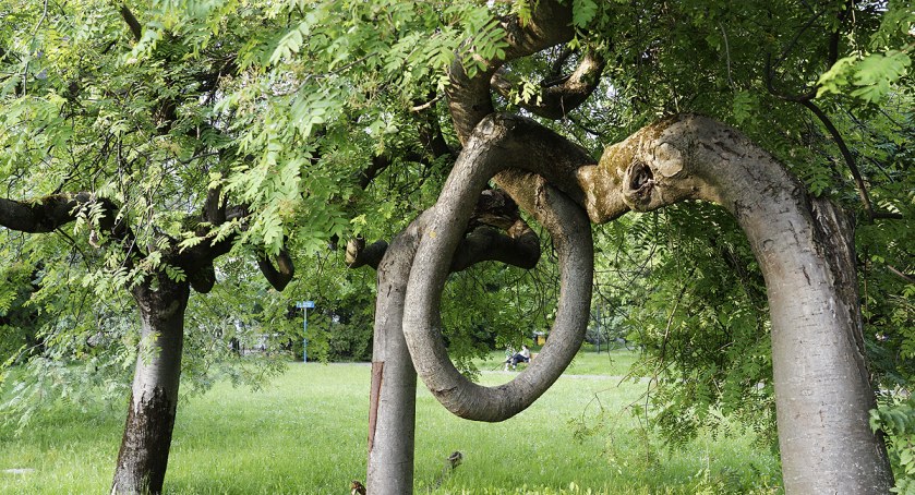 Zakręcona jarzębina z Mokotowa