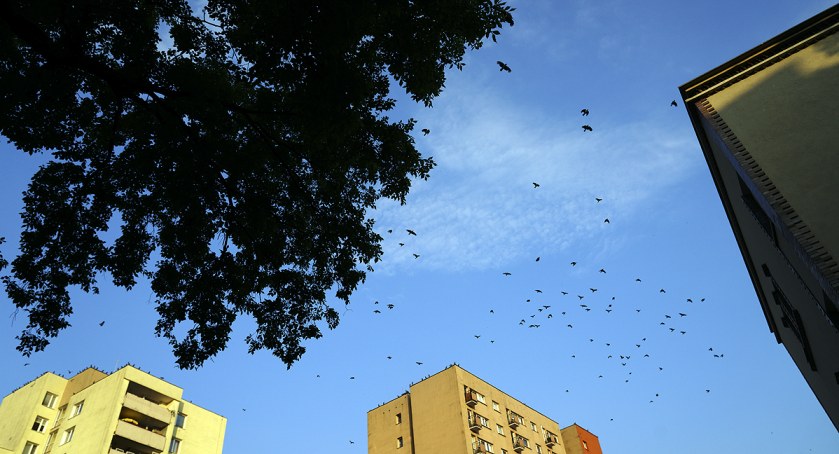 Ulica Wiktorska i wrony