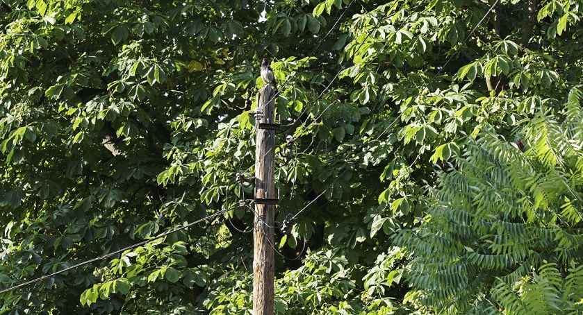 Elektryfikacja Mokotowa