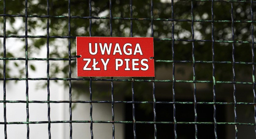 Zły pies na Mokotowie
