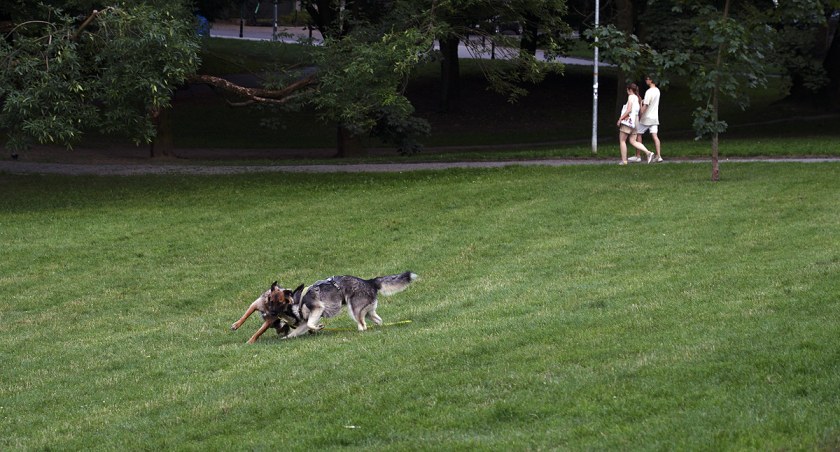 Truciciel psów z Mokotowa