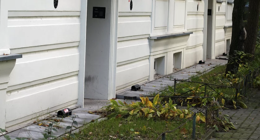 Plaga szczurów na Mokotowie