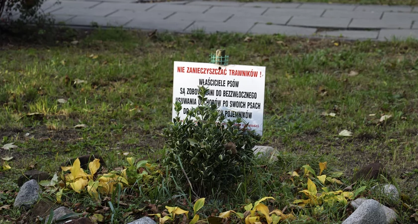 Zanieczyszczone trawniki na Mokotowie