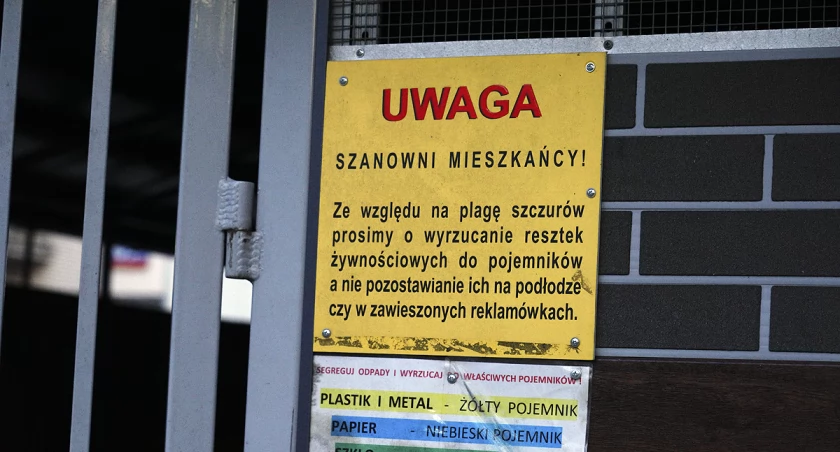Szczury, śmietniki i koty