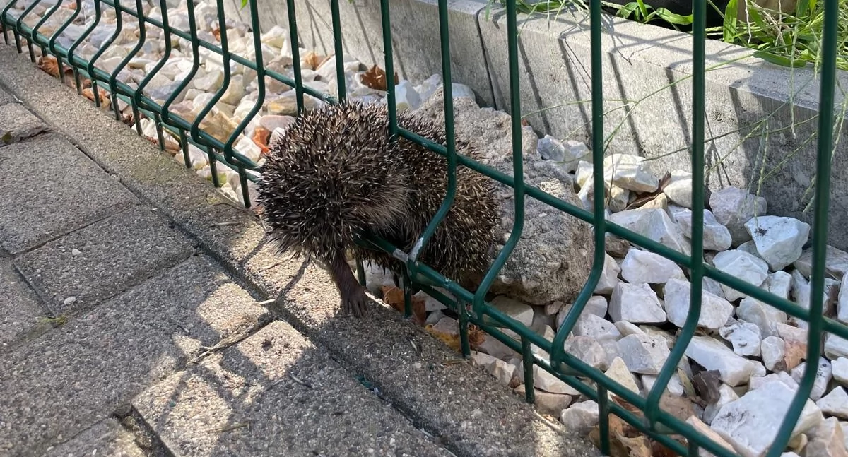 Niecodzienna akcja strażaków przy ul. Madalińskiego (ZDJĘCIA)