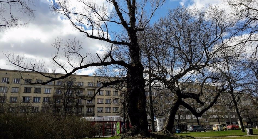 Gdzie stoją te piękne stare drzewa? Podpowiemy tylko, że na Starym Mokotowie…