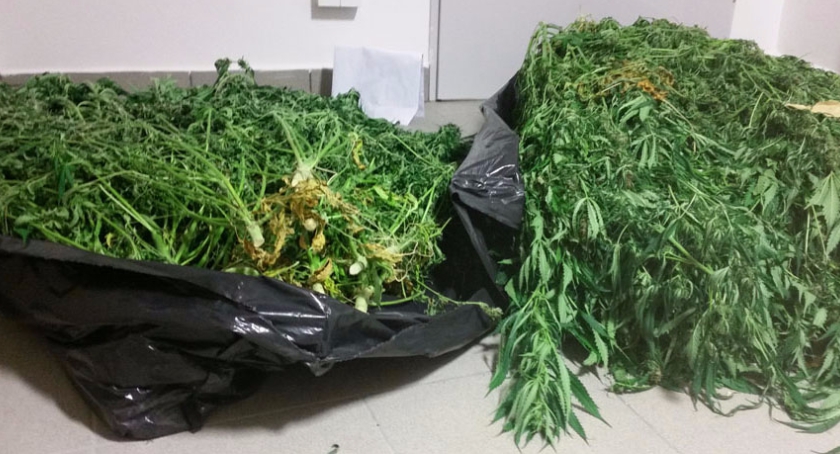Plantacja marihuany w jednym z mieszkań na Mokotowie została zlikwidowana!