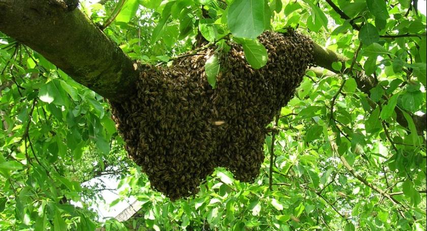 Przyleciały pszczoły na przystanek na Woronicza, pobzykały i odleciały, a dyskusja trwa...