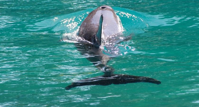 Delfin w Jeziorku Czerniakowskim? Pływa i ma się dobrze? Kto go wpuścił?