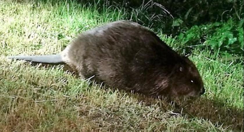 Radny PiS monituje władze Mokotowa o superbobra, który pojawił się kilka tygodni temu na Odyńca