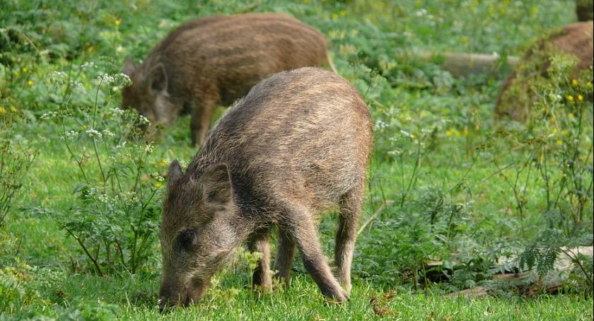 Dziki ukochały Mokotów, zwłaszcza działkowców, i to one powinny być w ewentualnym herbie Mokotowa