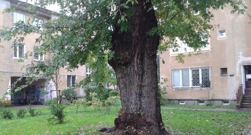 O czym szumią drzewa na Mokotowie? Dziś (10 października br.) w Big Book Cafe przy ul. Dąbrowskiego 