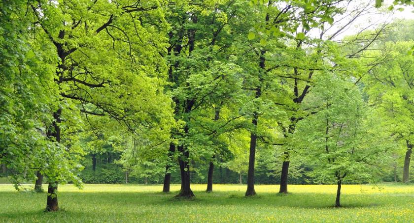 Nowe drzewa przy mokotowskich ulicach, rozpoczęły się jesienne „nasadzenia”...