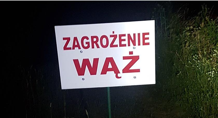 PYTON TYGRYSI – jest czy go nie ma? Fundacja Animal Rescue Polska wyjaśnia