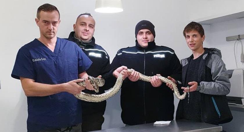 Pyton tygrysi wreszcie odnaleziony! Koniec epopei, akurat na ciszę wyborczą...