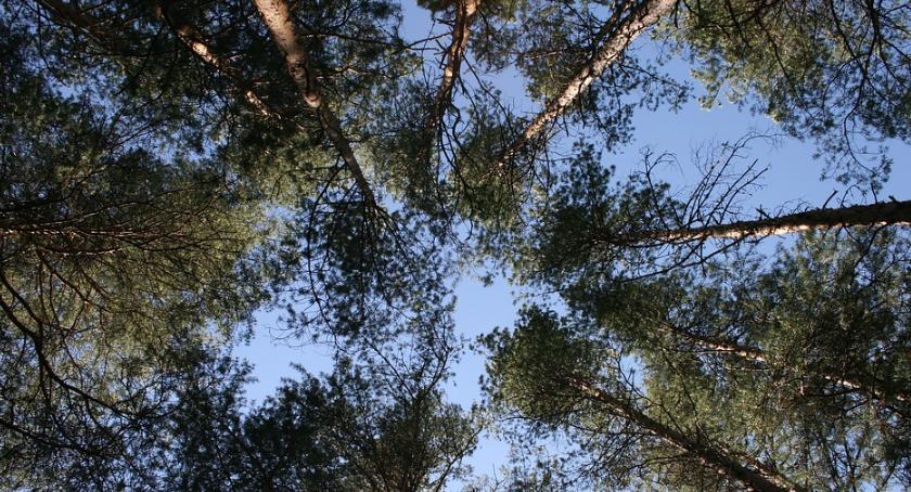 Mapa Koron Drzew powstaje na Mokotowie. O co chodzi? Jesteśmy wyjątkowi?