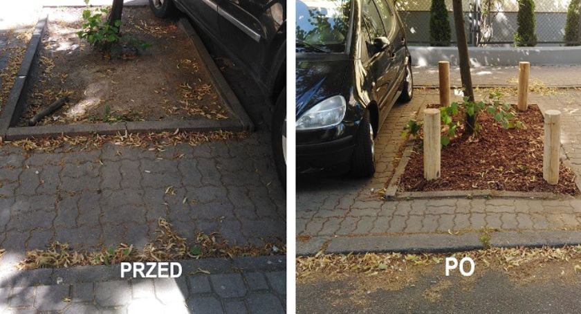 Mokotowscy urzędnicy testują nową metodę zabezpieczania drzew