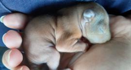 Goraszewska: piesek zmienił się w wiewiórkę?